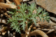 Cymopterus panamintensis panamintensis