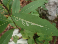 Phytomyza senecionis