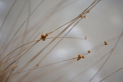 Juncus cooperi