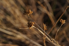 Juncus cooperi