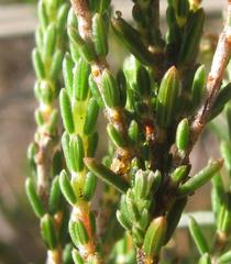 Erica inaequalis