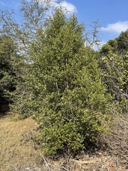 Avicennia marina