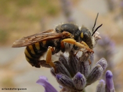Rhodanthidium septemdentatum