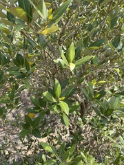 Avicennia marina
