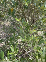 Avicennia marina