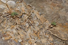 Cymopterus panamintensis panamintensis
