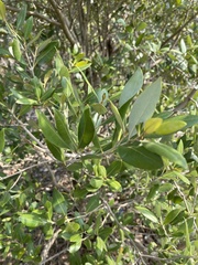 Avicennia marina