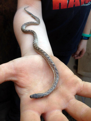 Hypsiglena ochrorhynchus klauberi
