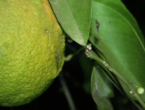 Citrus aurantium image