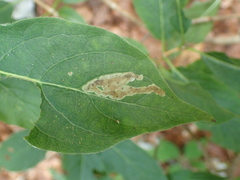 Aulagromyza hendeliana
