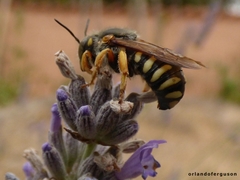 Rhodanthidium septemdentatum