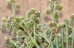 Dasineura rubiformis