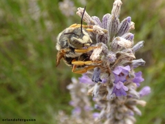 Rhodanthidium septemdentatum