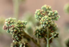 Dasineura rubiformis