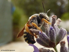 Rhodanthidium septemdentatum