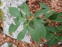 Aulagromyza hendeliana