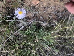 Brachyscome stuartii