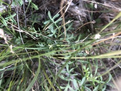 Brachyscome stuartii