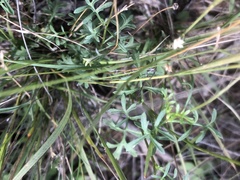 Brachyscome stuartii