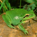 Mediterranean Tree Frog - Photo (c) 103917170835602529469, some rights reserved (CC BY-NC), uploaded by Fernando Romão