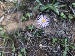 Brachyscome stuartii