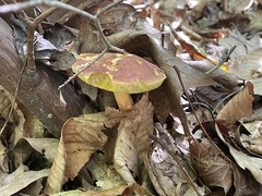 Hemileccinum rubropunctum