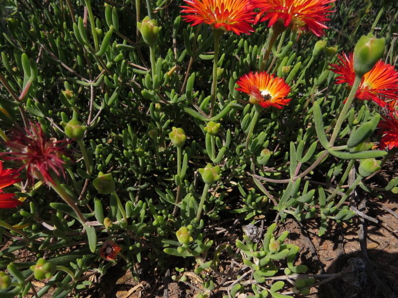 Drosanthemum pulchrum