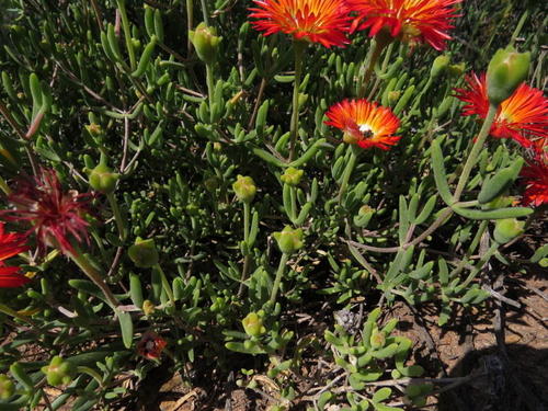 Drosanthemum pulchrum