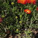 Drosanthemum pulchrum - Photo (c) Gawie Malan, algunos derechos reservados (CC BY-NC), subido por Gawie Malan