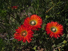 Drosanthemum pulchrum