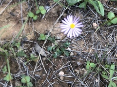 Brachyscome stuartii