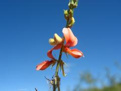 Indigofera pechuelii
