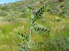 Indigofera pechuelii