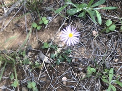 Brachyscome stuartii