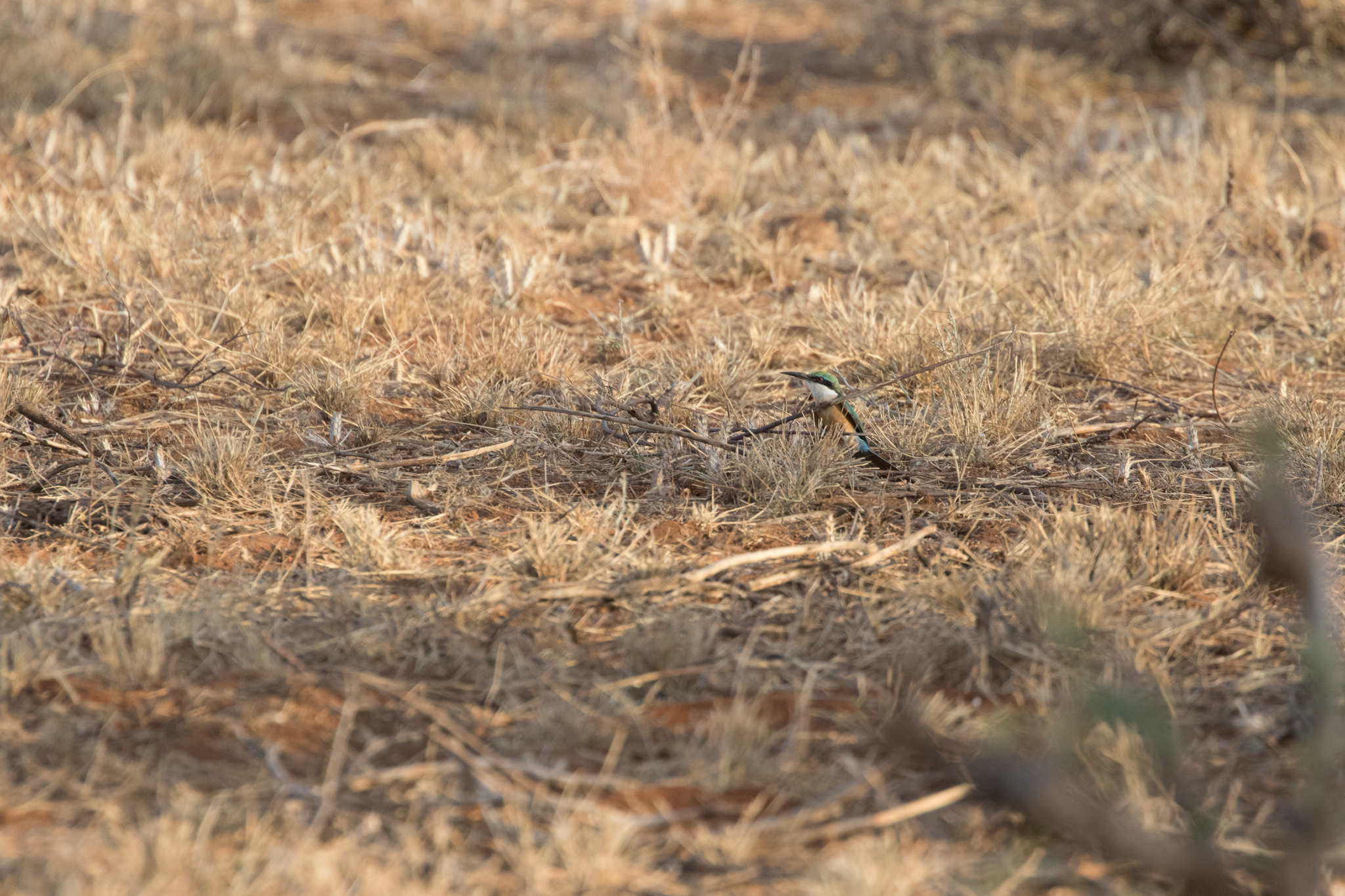 Somali Bee-eater (Merops revoilii), photo 7