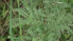 Vachellia natalitia