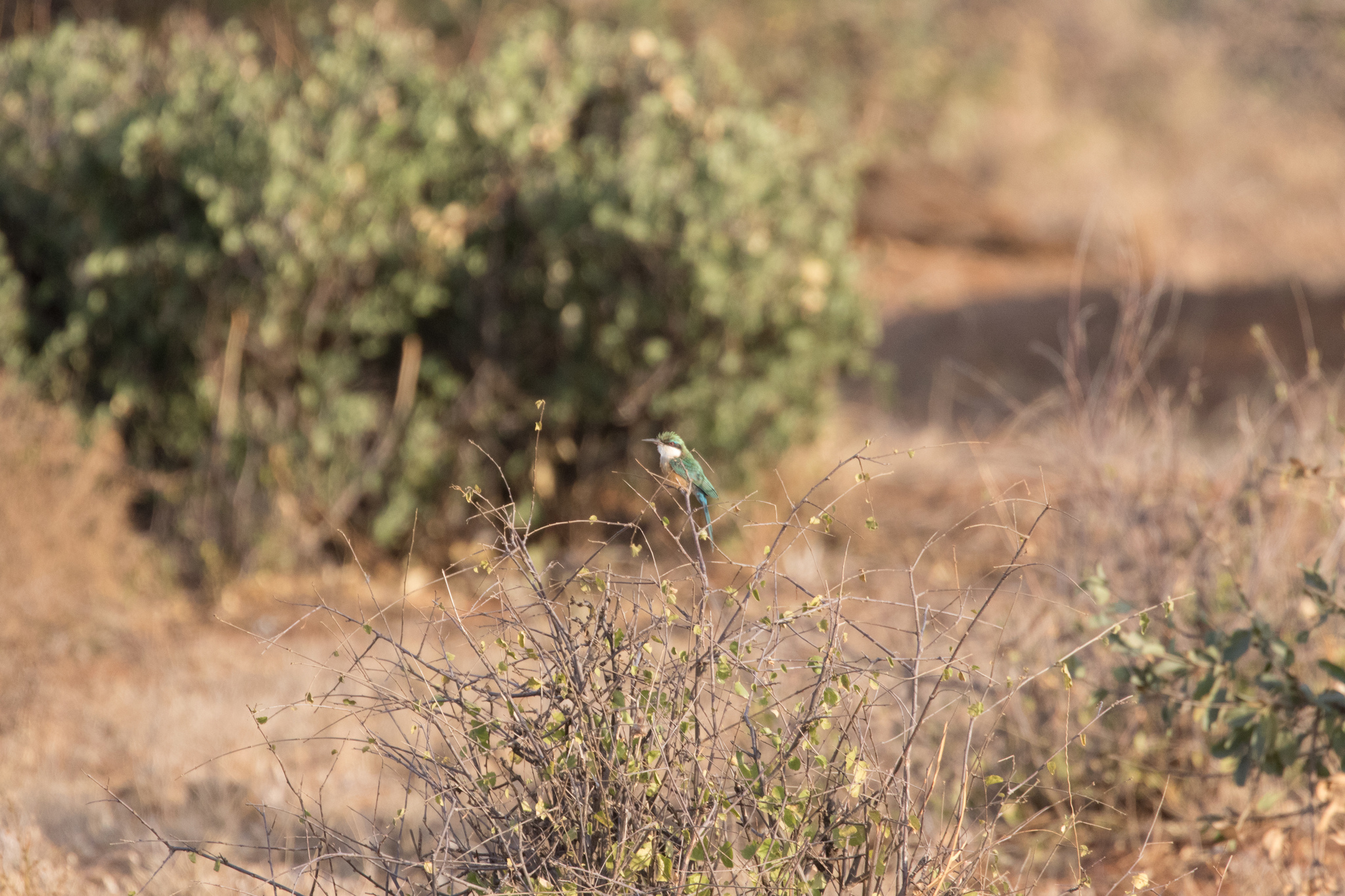 Somali Bee-eater (Merops revoilii), photo 8