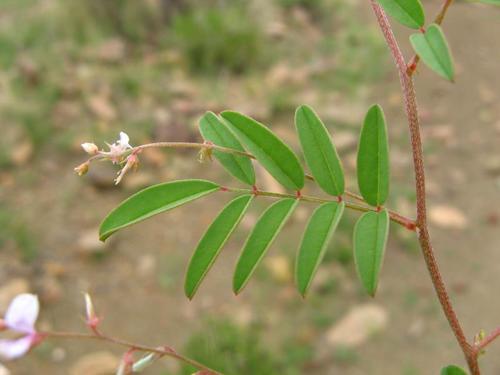 Indigofera vicioides var. vicioides image