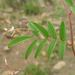 Indigofera vicioides vicioides - Photo (c) Alex Dreyer, some rights reserved (CC BY-NC), uploaded by Alex Dreyer