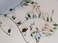 Convolvulus arvensis