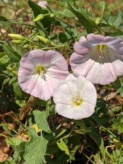 Convolvulus arvensis