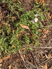 Convolvulus arvensis