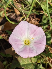Convolvulus arvensis