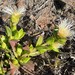 Mesembryanthemum ladismithiense - Photo (c) markberry, alguns direitos reservados (CC BY-NC), uploaded by markberry