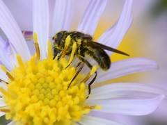 Cheilosia bergenstammi