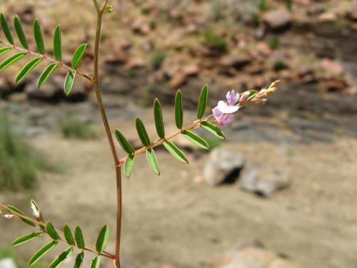 Indigofera vicioides image