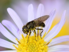 Cheilosia bergenstammi