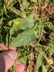 Convolvulus arvensis
