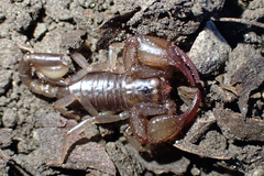 Euscorpius germanus