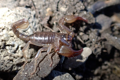 Euscorpius germanus